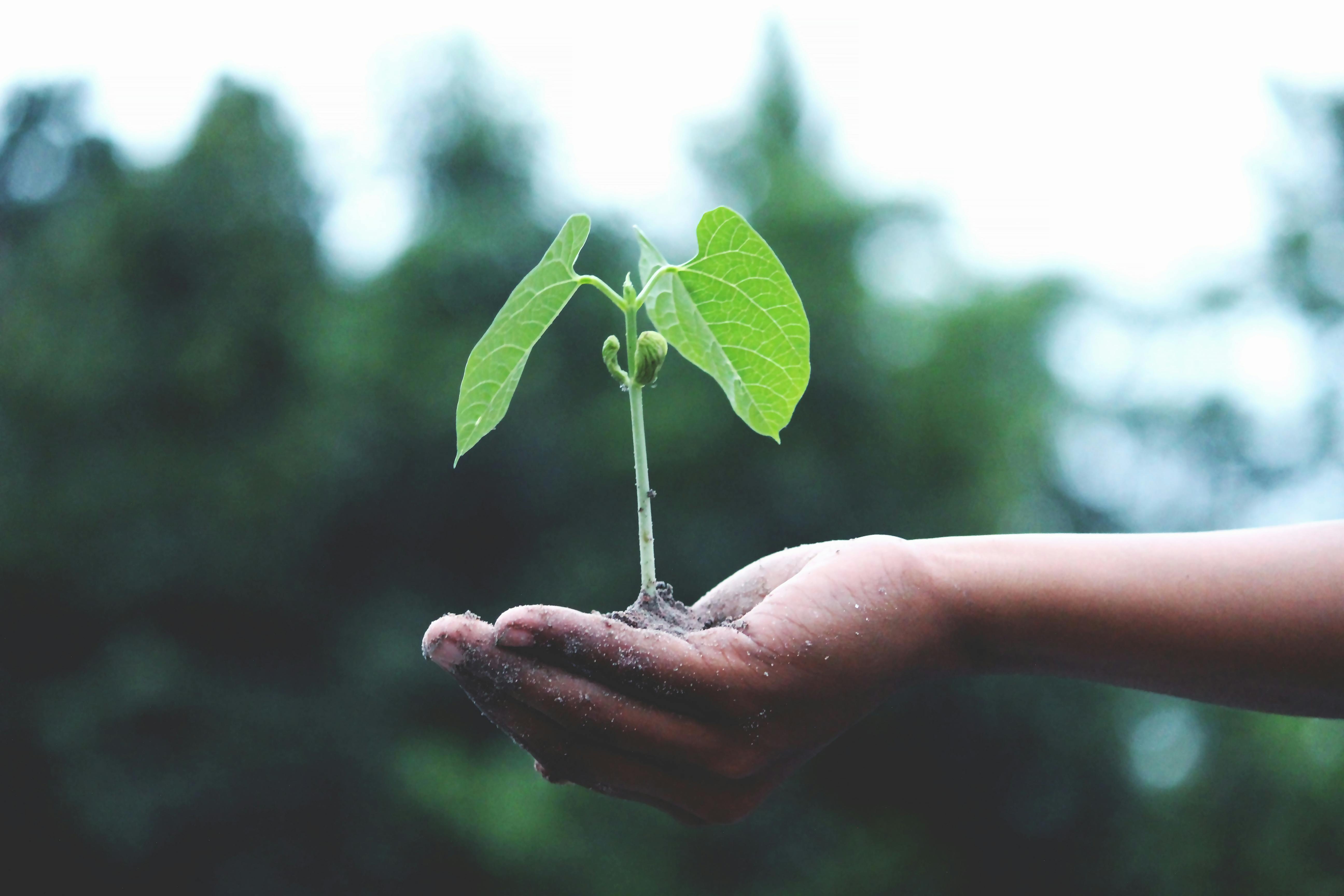 Image of a plant